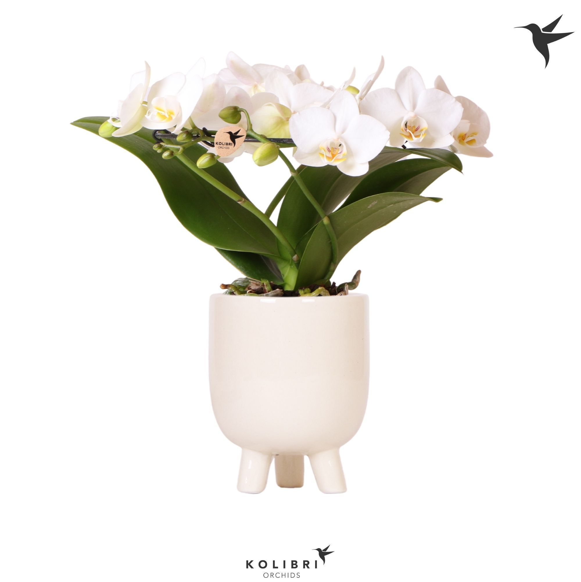 Kolibri Orchids Phalaenopsis Halo white in Gummy pot travertine, D 9
