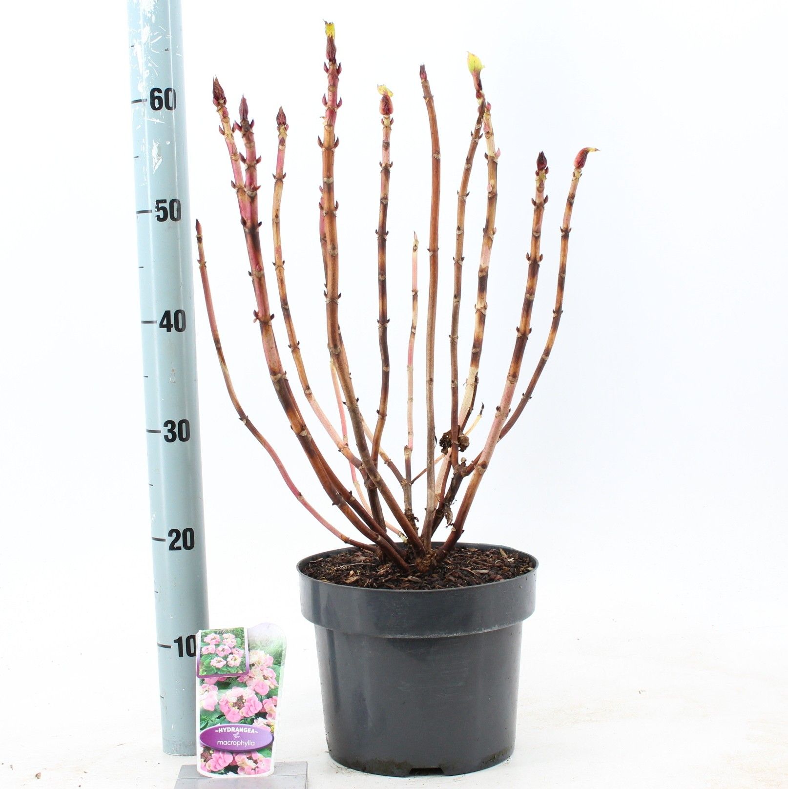 Hydrangea macr. Roze (scherm), D 23