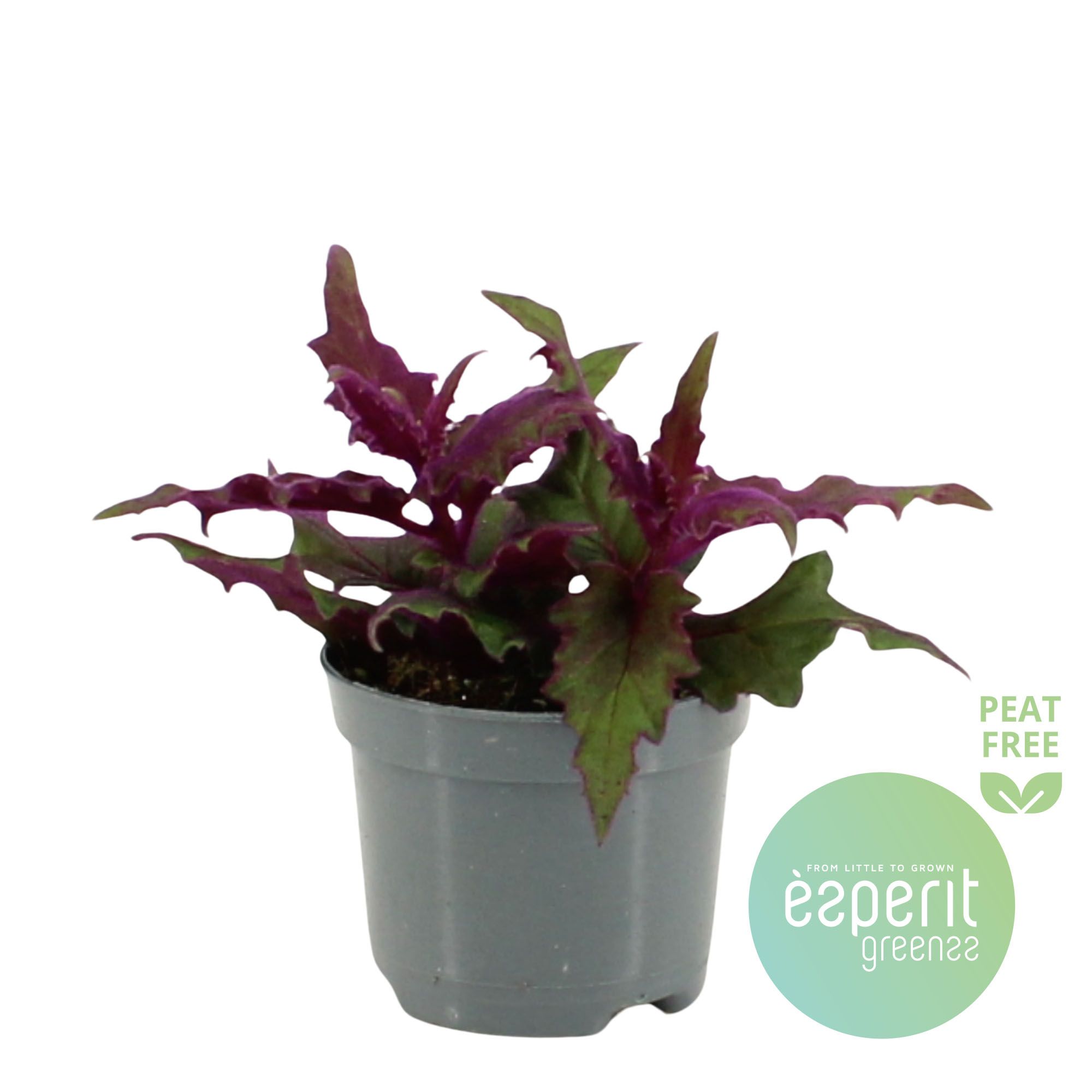 Gynura auran. Purple Passion, D 8,5