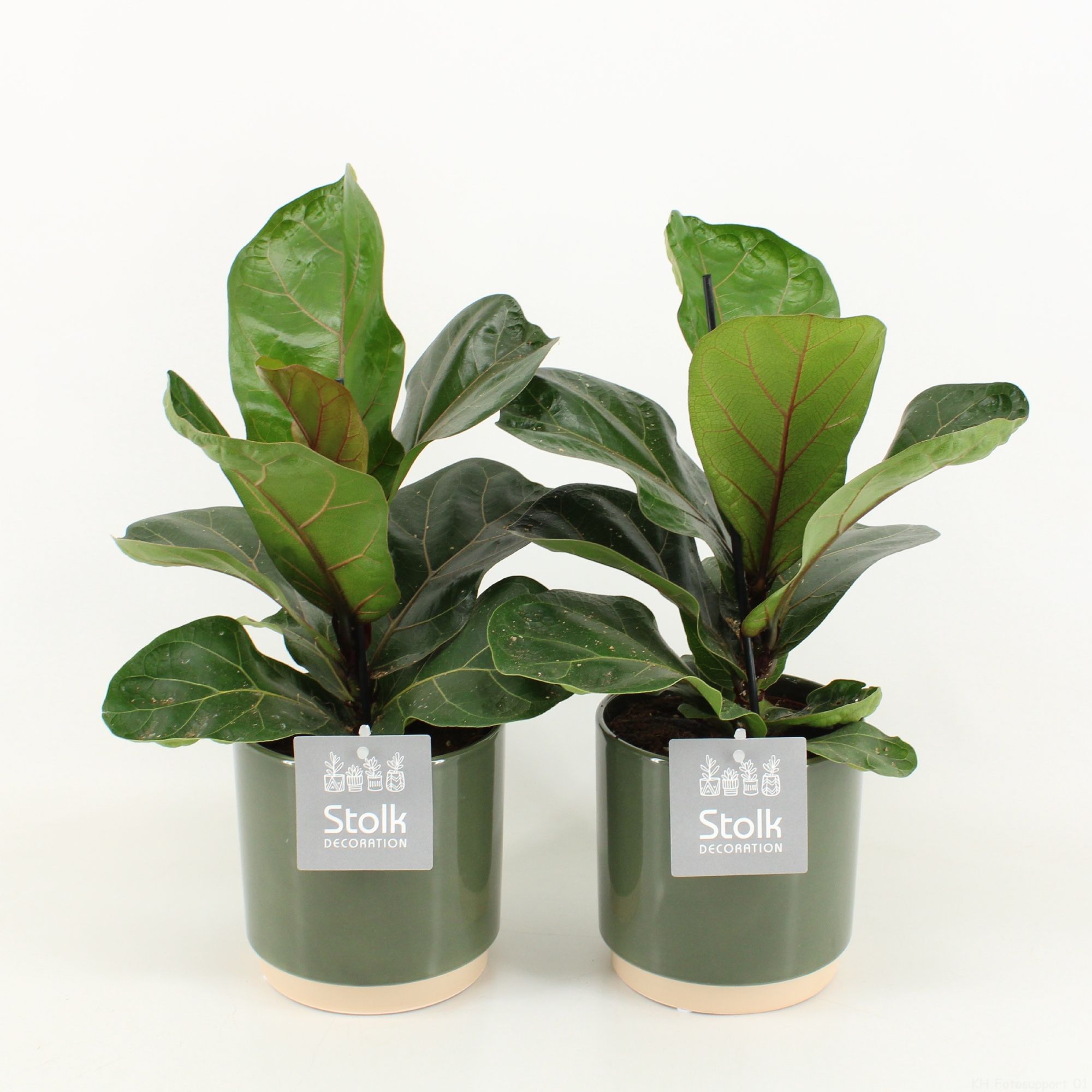 Ficus Lyrata in Julia keramiek, D 13