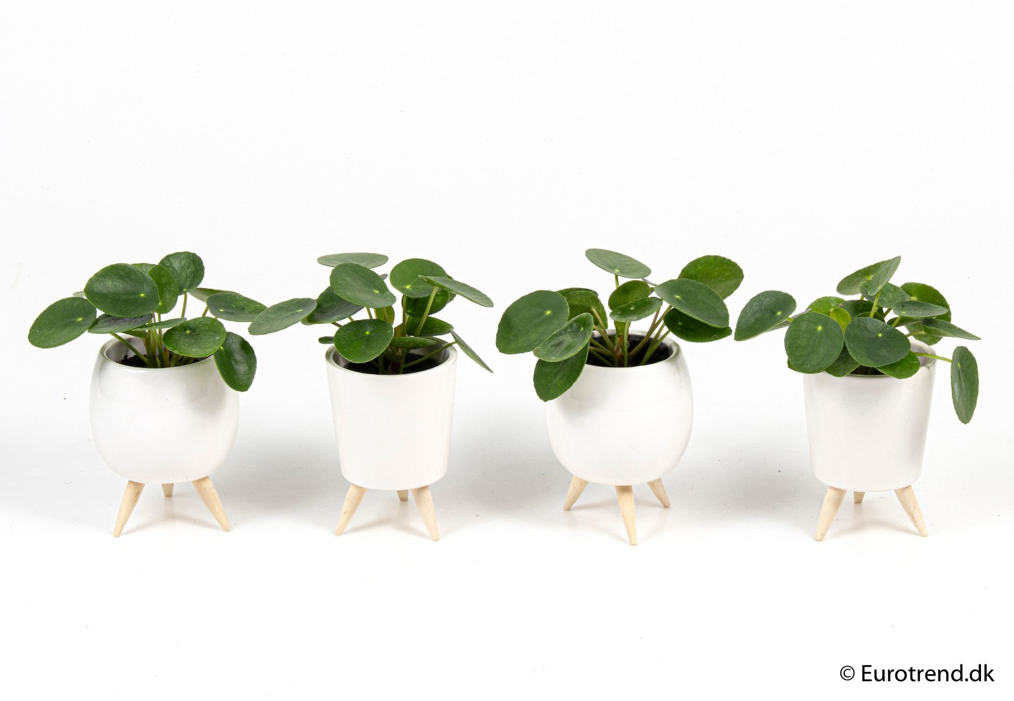 Pilea Pepemioides in ceramic with leg - New Look 2025, D 6