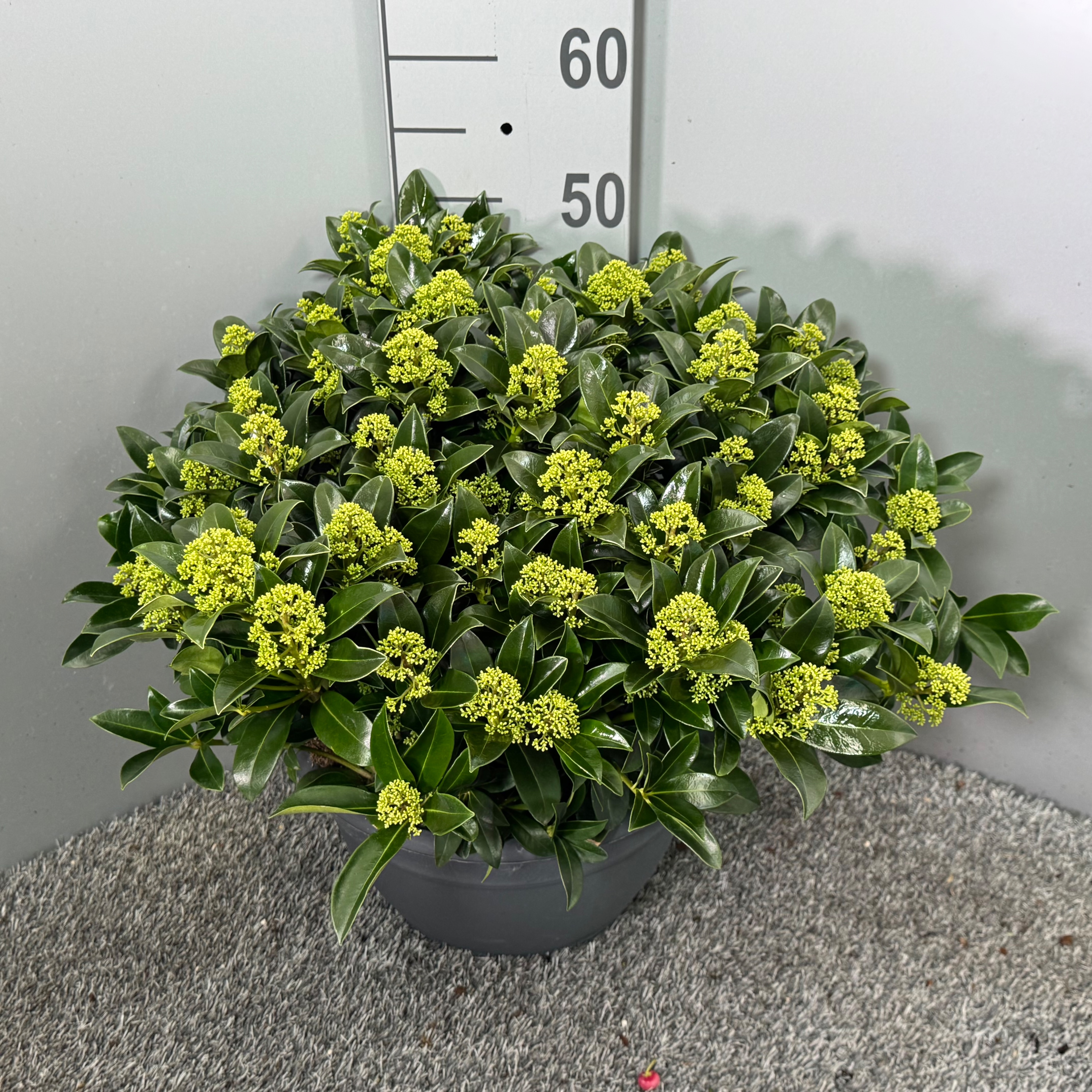 Skimmia japonica 'White Globe' Schaal XL, D 32 cm