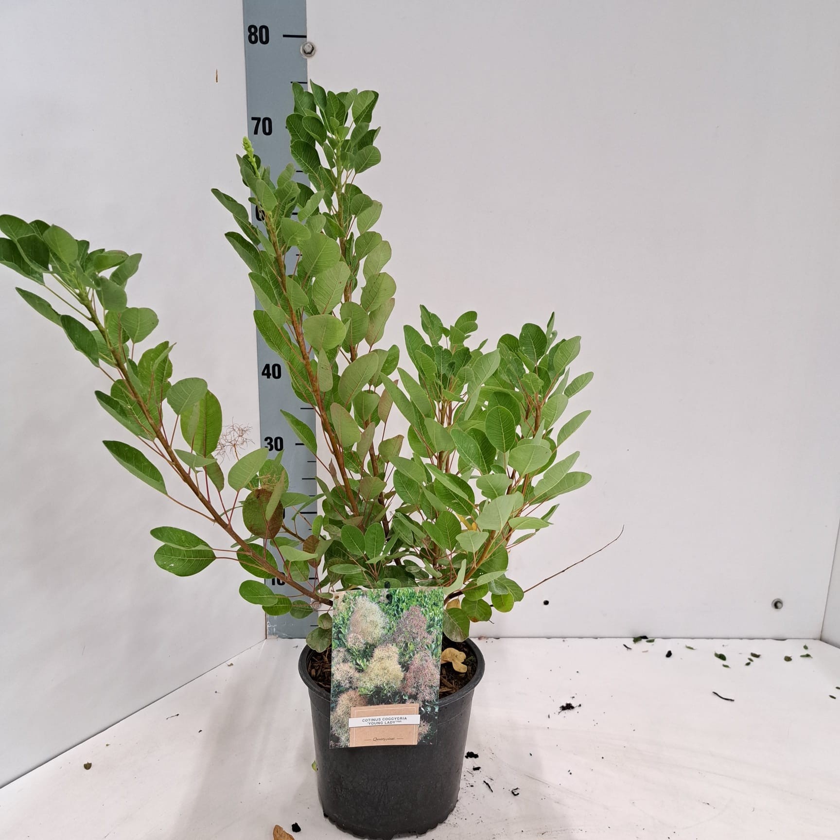 Cotinus cog. 'Young Lady' PBR, D 19 cm