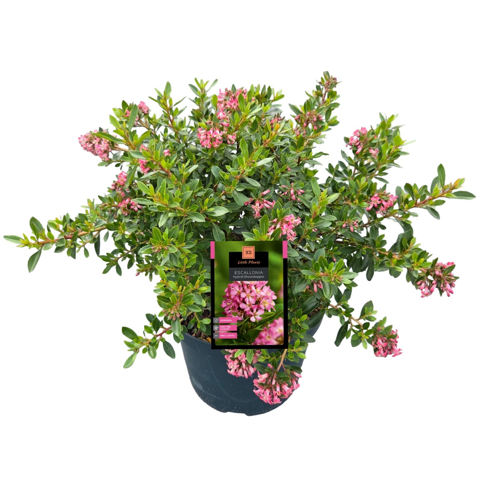 Escallonia 'Showstopper', D 26