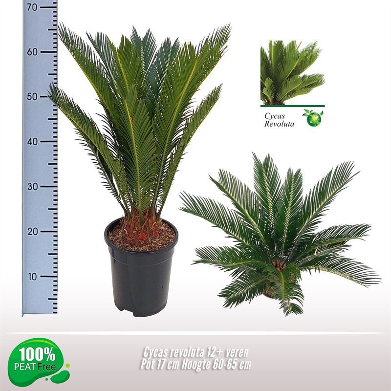 Cycas revoluta 12-14 veren, D 17