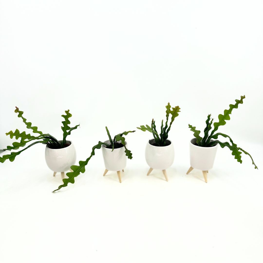 Mini Epiphyllum Anguliger "Fishbone Cactus" in special pot (EH2226), D 6 cm