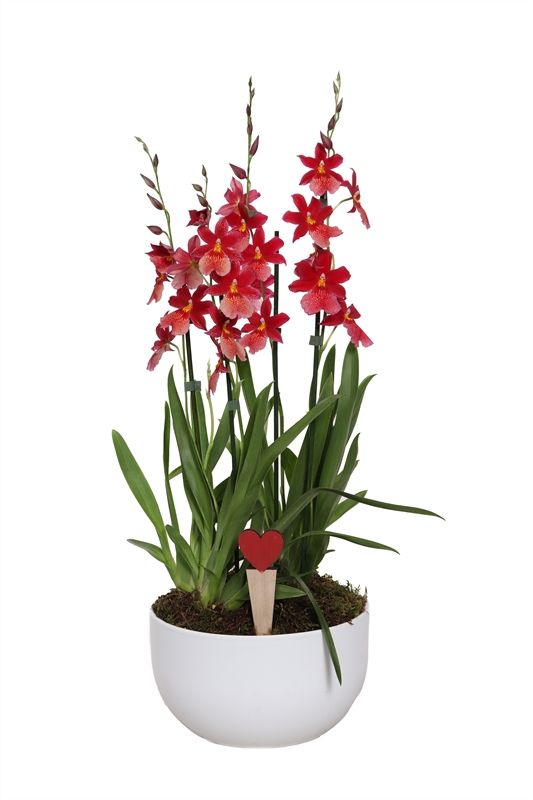 Schaal Lynn 26 cm white Cambria Nelly Isler 6T45+ ( 3 p.p. ), D 26