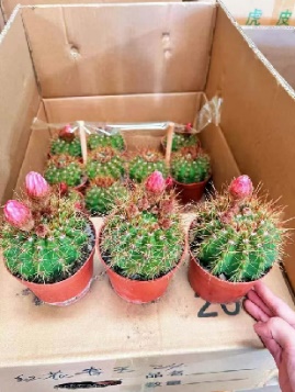 кактус 120 Премиум Ред Флауер Грин Кинг 12 10