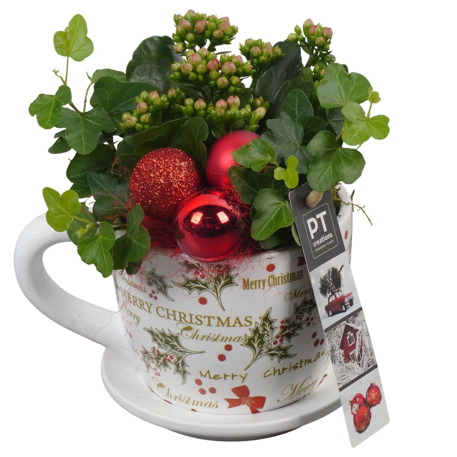 PTCHR7288 Arrangement Christmas Red in keramiek pot, D 12 cm