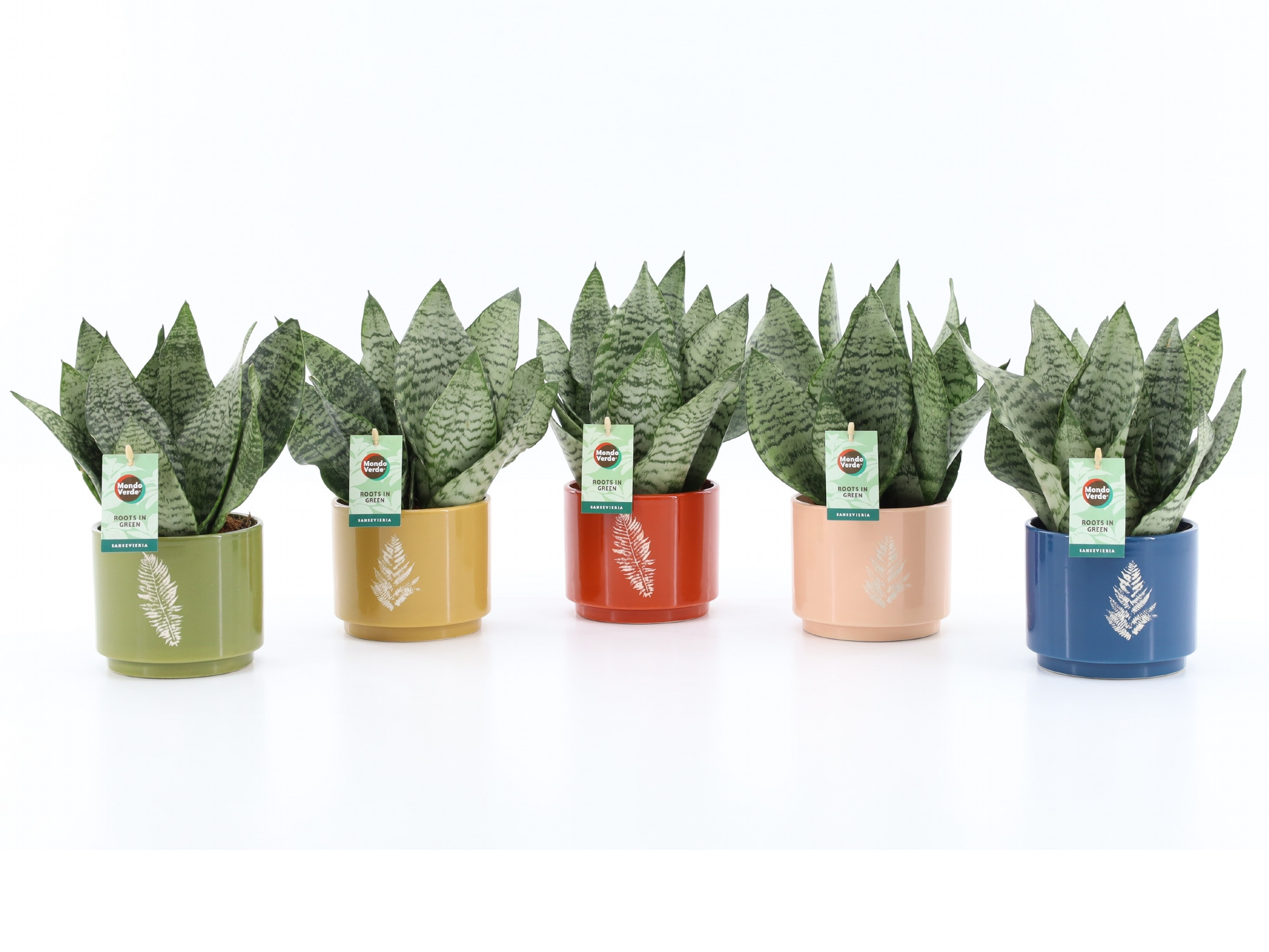 Sansevieria Black Coral in Artistique Keramiek, D 13