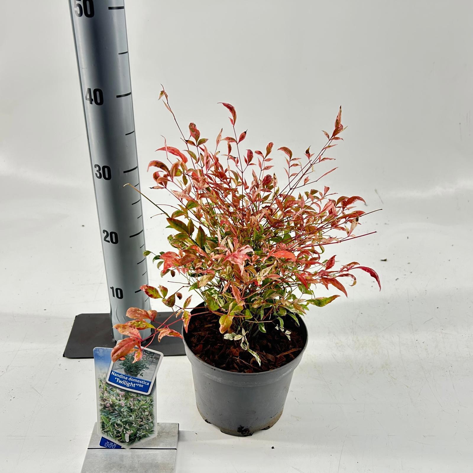 Nandina domestica 'Twilight', D 17