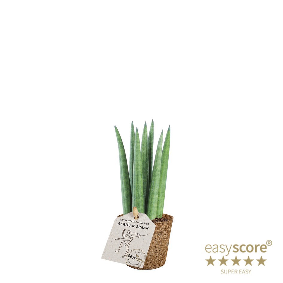 SANSEVIERIA CYLINDRICA 'STRAIGHT' 20631700, D 6
