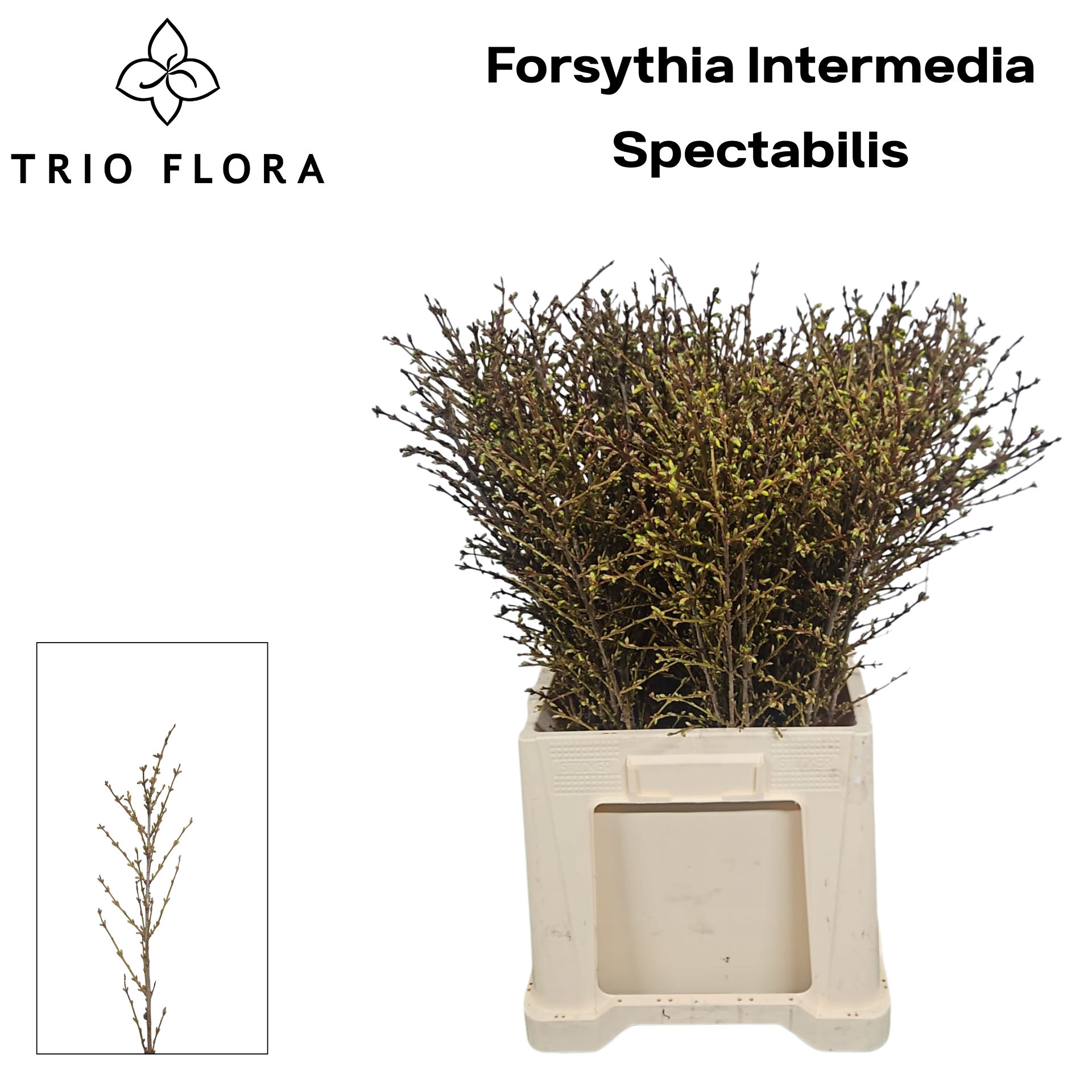 Форзиция Спектабилис 60 (желт.), шт.