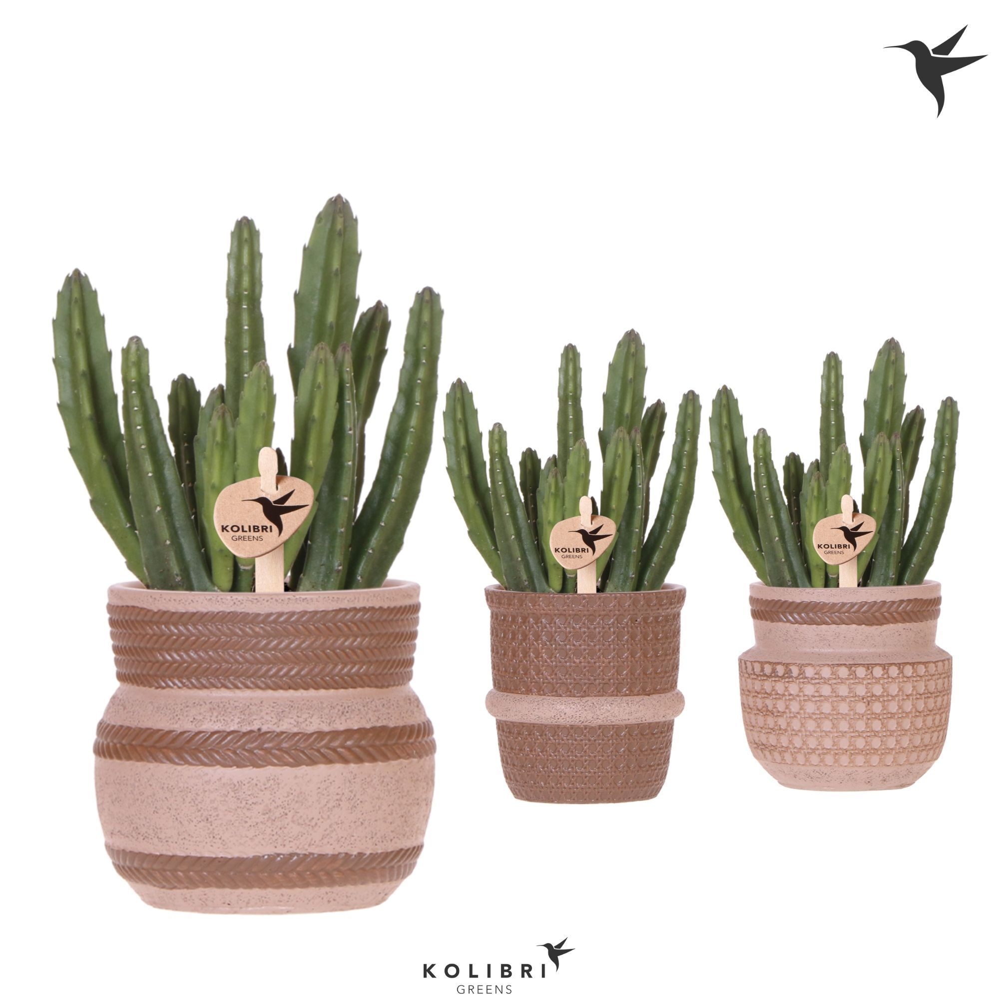 Kolibri Greens Stapelia Leendertziae in Ethnic pot sand mix, D 9 cm