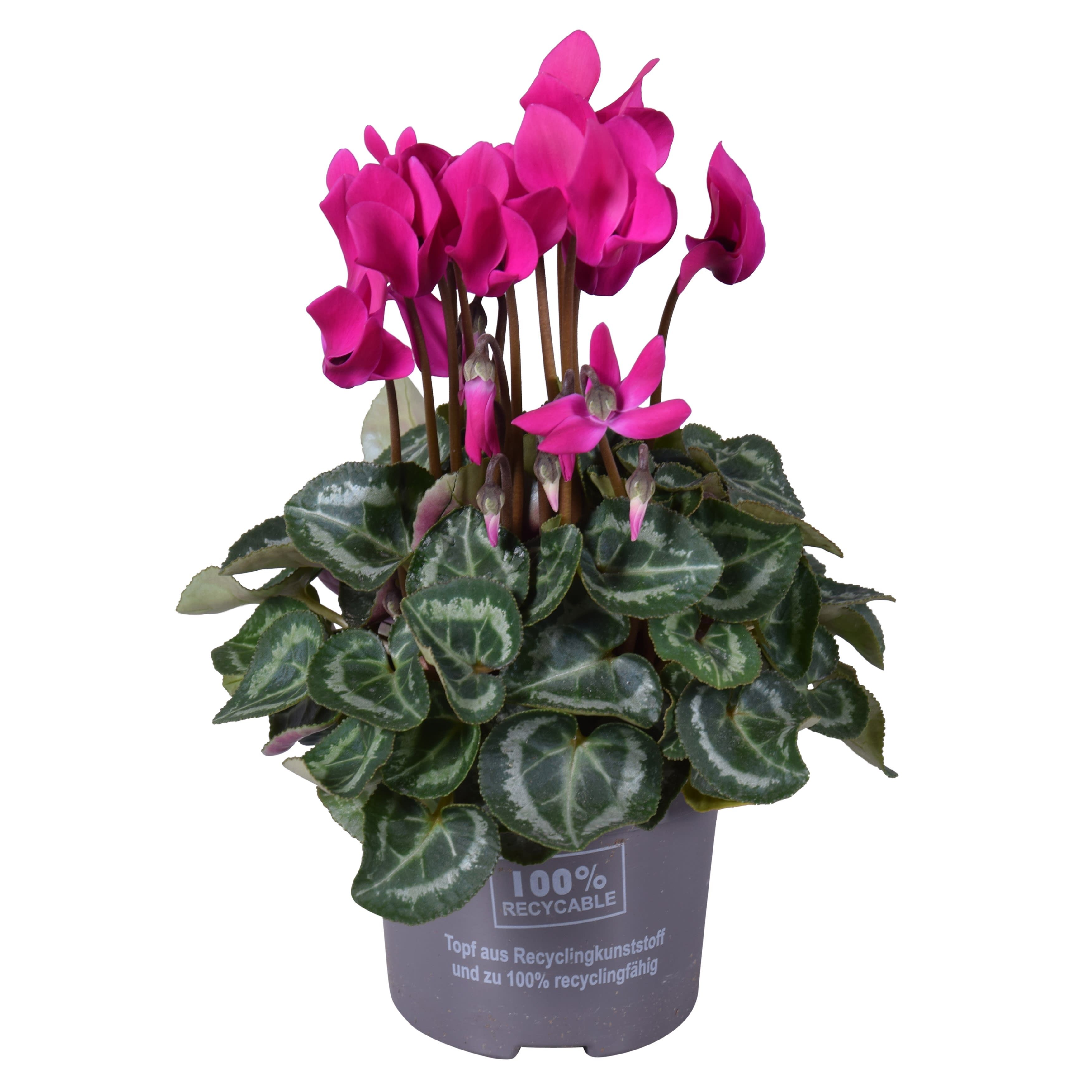 Cyclaam mini paars, D 10,5