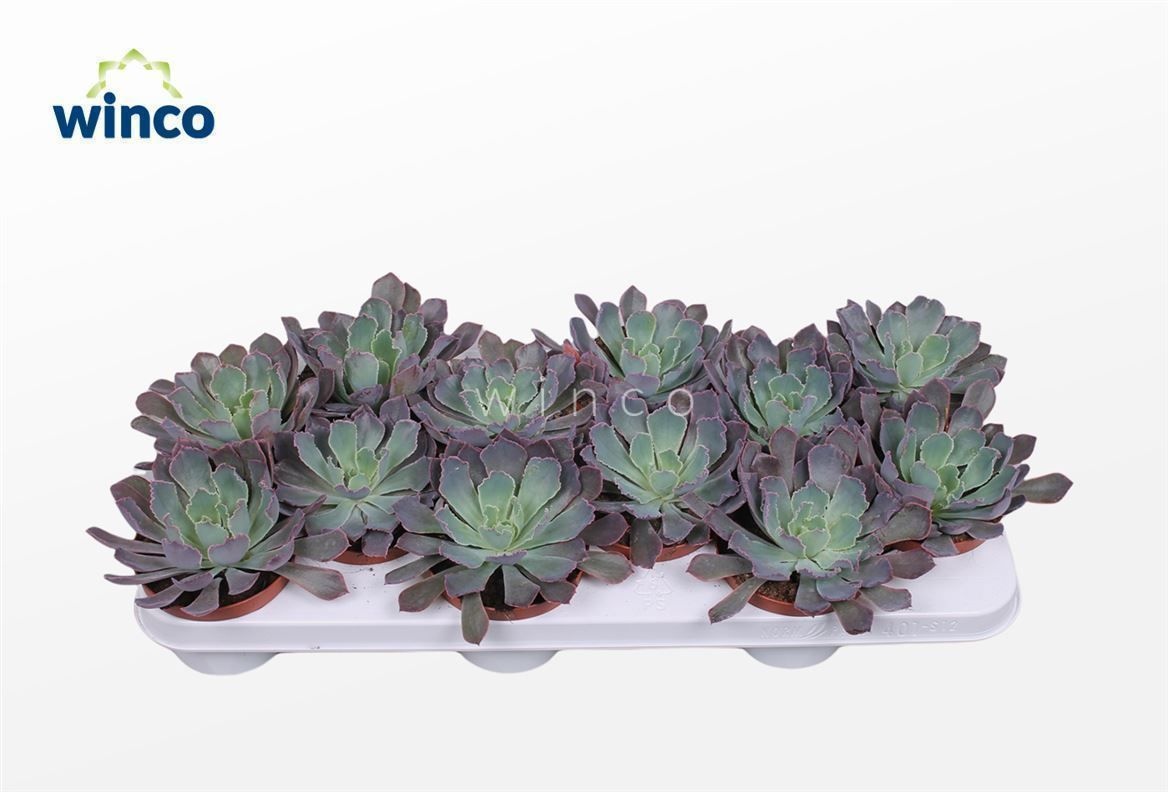 Echeveria Neonbreaker, D 10,5