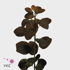 Котинус Роял Перпл 40 (фиолет.), шт.