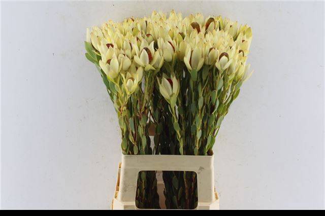 Леукадендрон Пом Пом 70, шт.