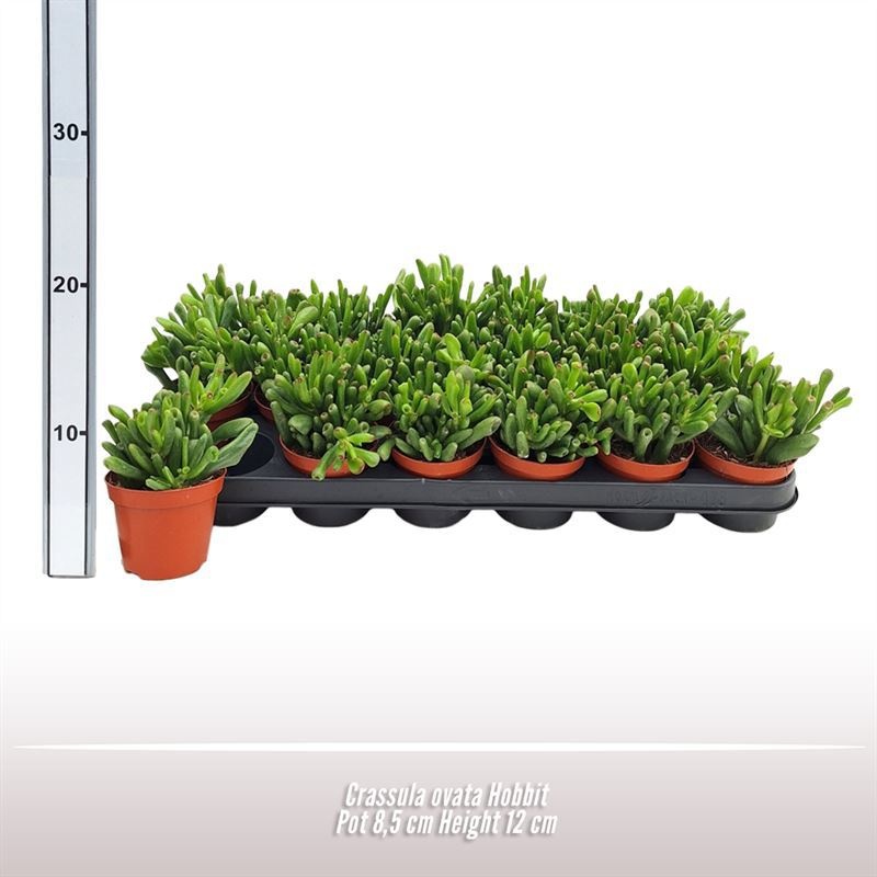 Crassula ovata Hobbit, D 8,5