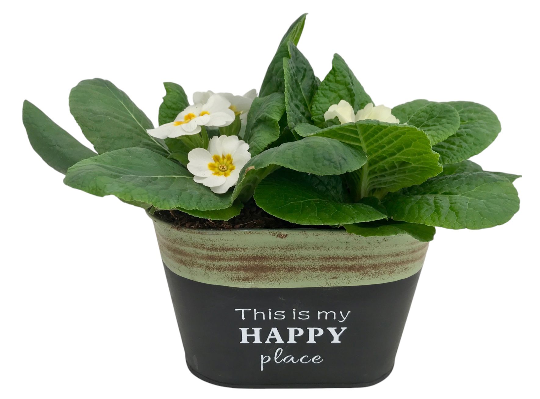 Primula Happy Zink ovaal op kleur 639, D 16 cm
