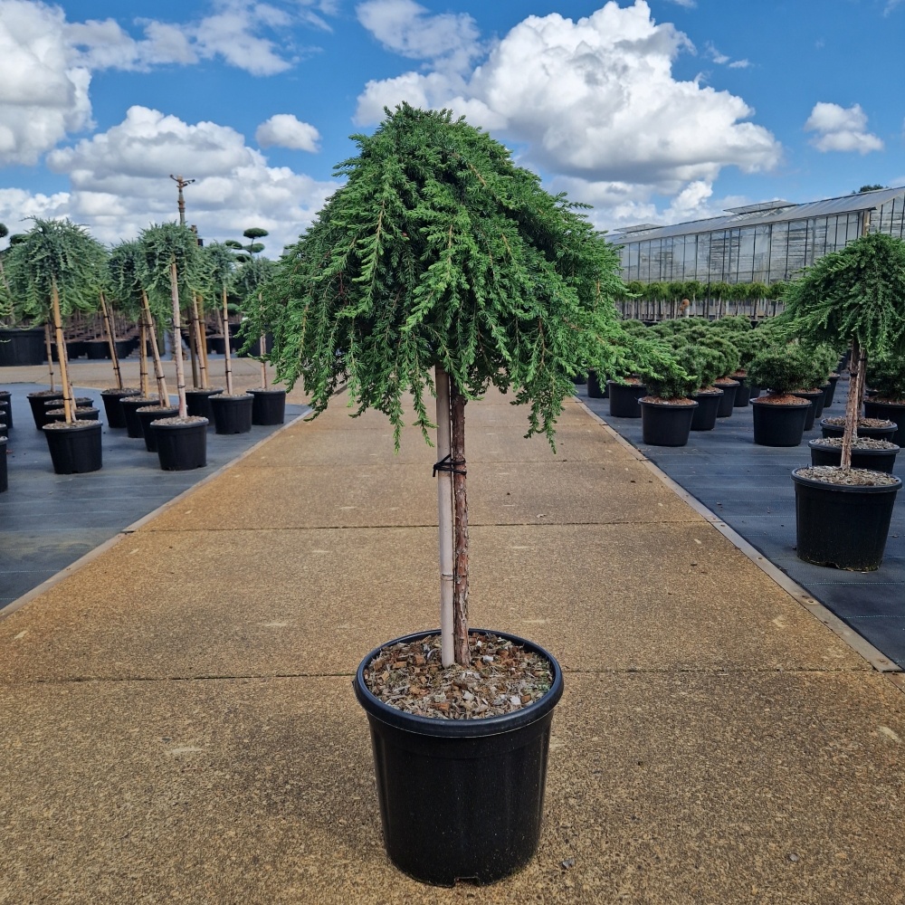 Juniperus comm. 'Green Mantle', D 31 cm