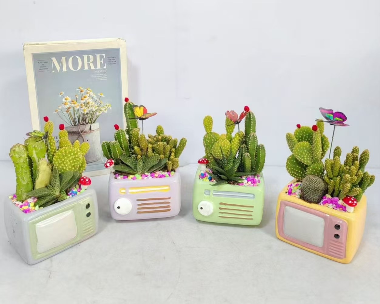 суккулент олл апплианке аррангемент 10 16