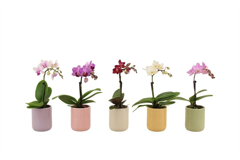 Dolomite p06 Morgan cozy mix Phal Tiny Dolls mix 1T07+ Aqu@, D 6