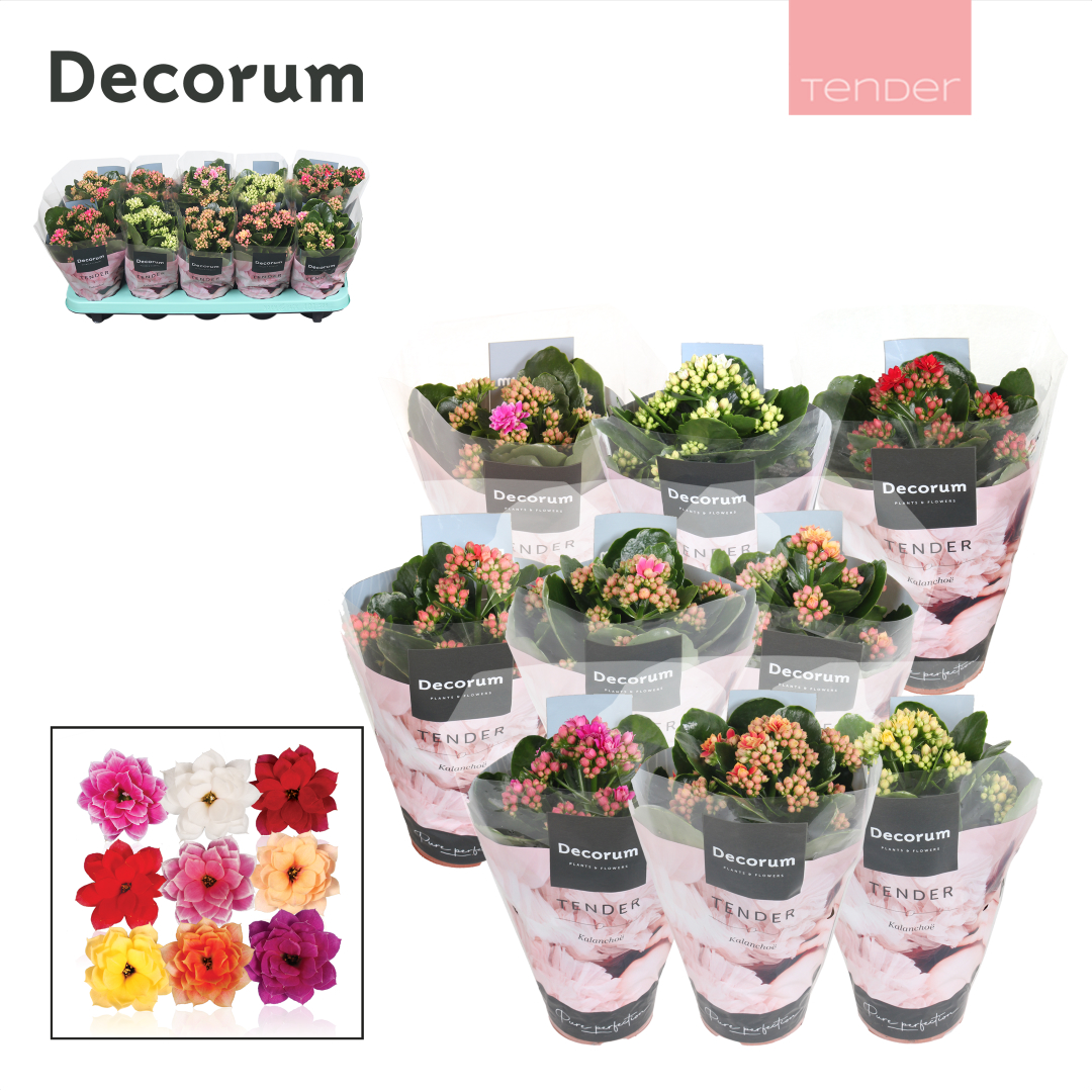 Kalanchoe Decorum TENDER - Serenity mix, D 10,5
