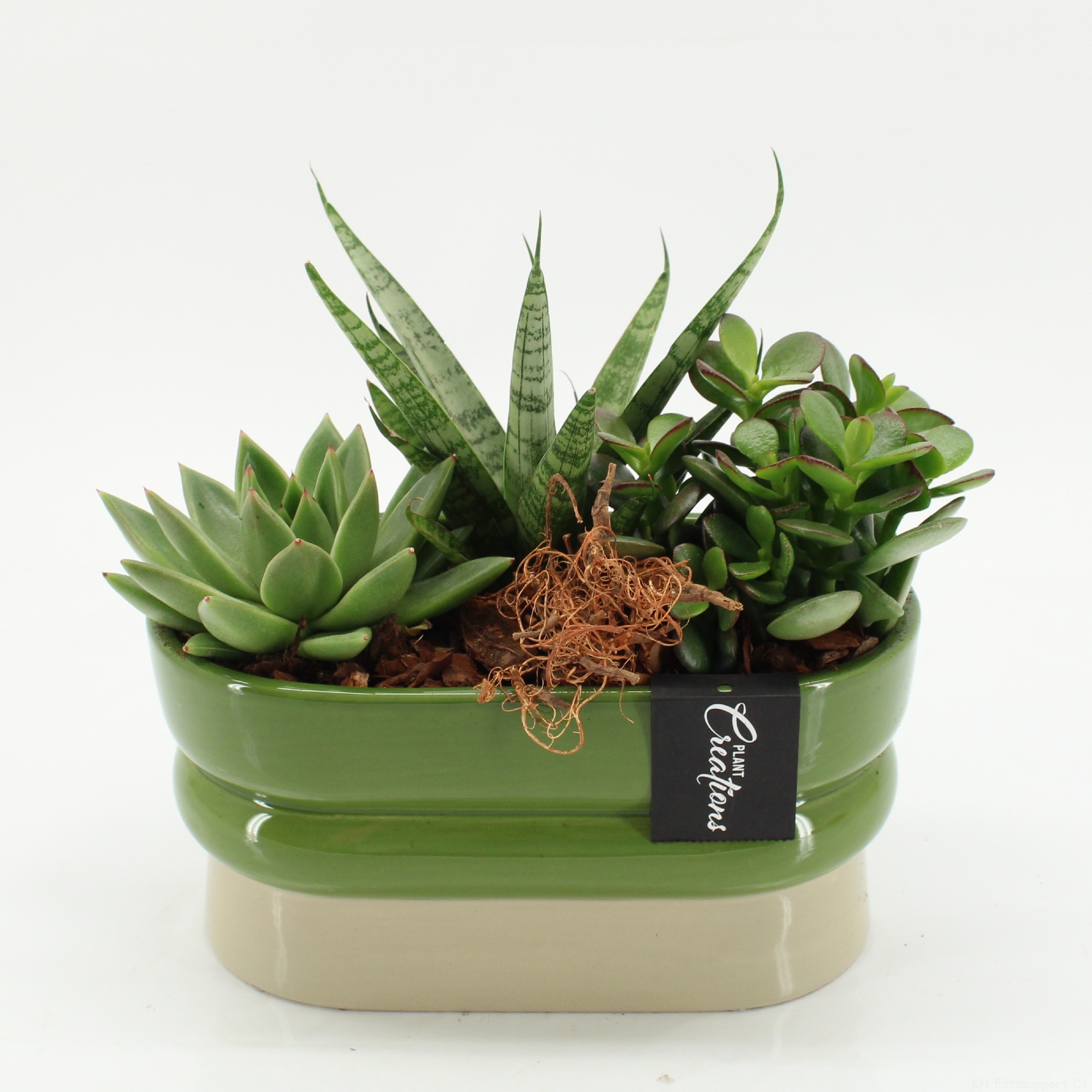SUCR-2624 Succulent Essentials, D 23
