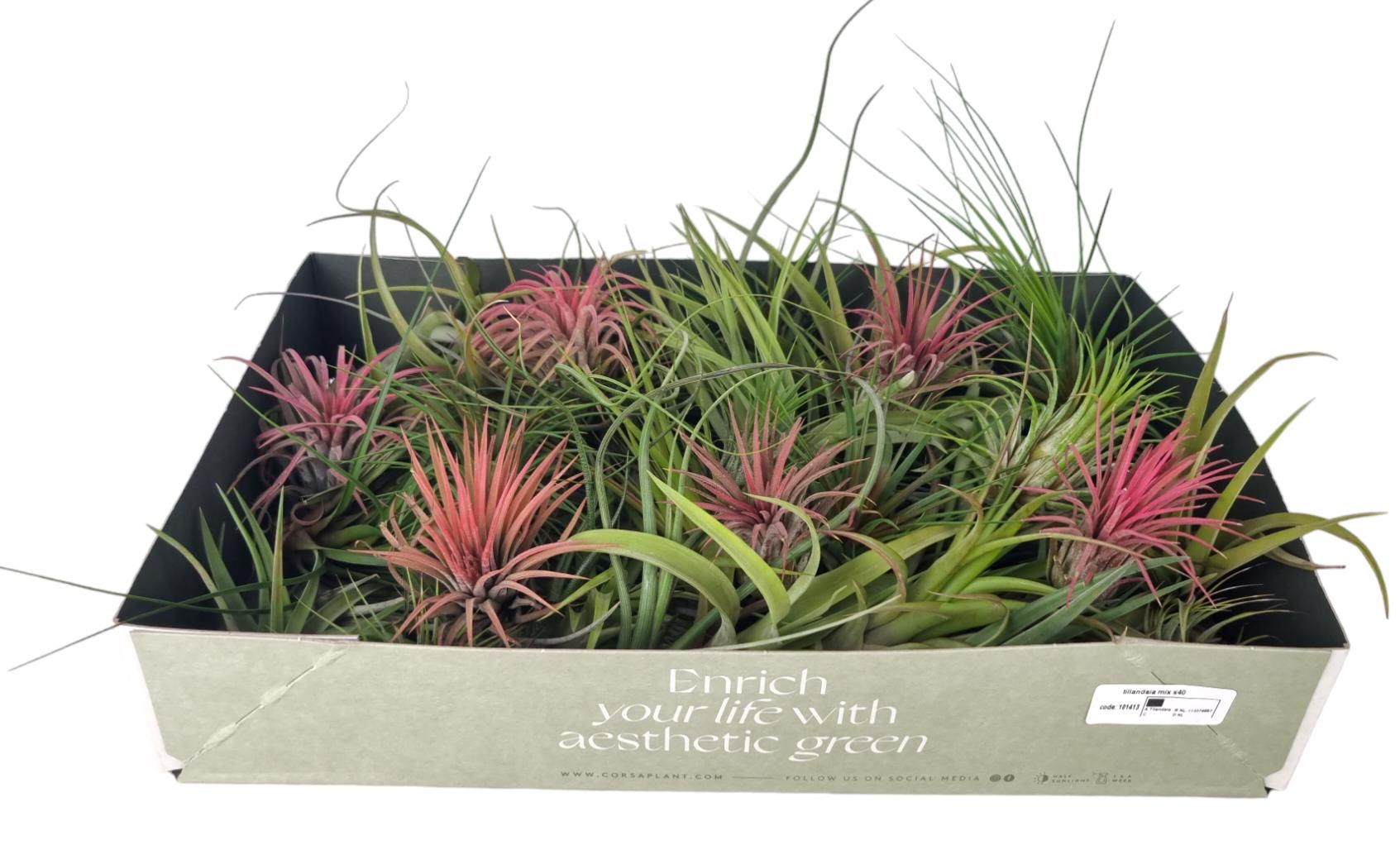 tillandsia mix x25, D 8