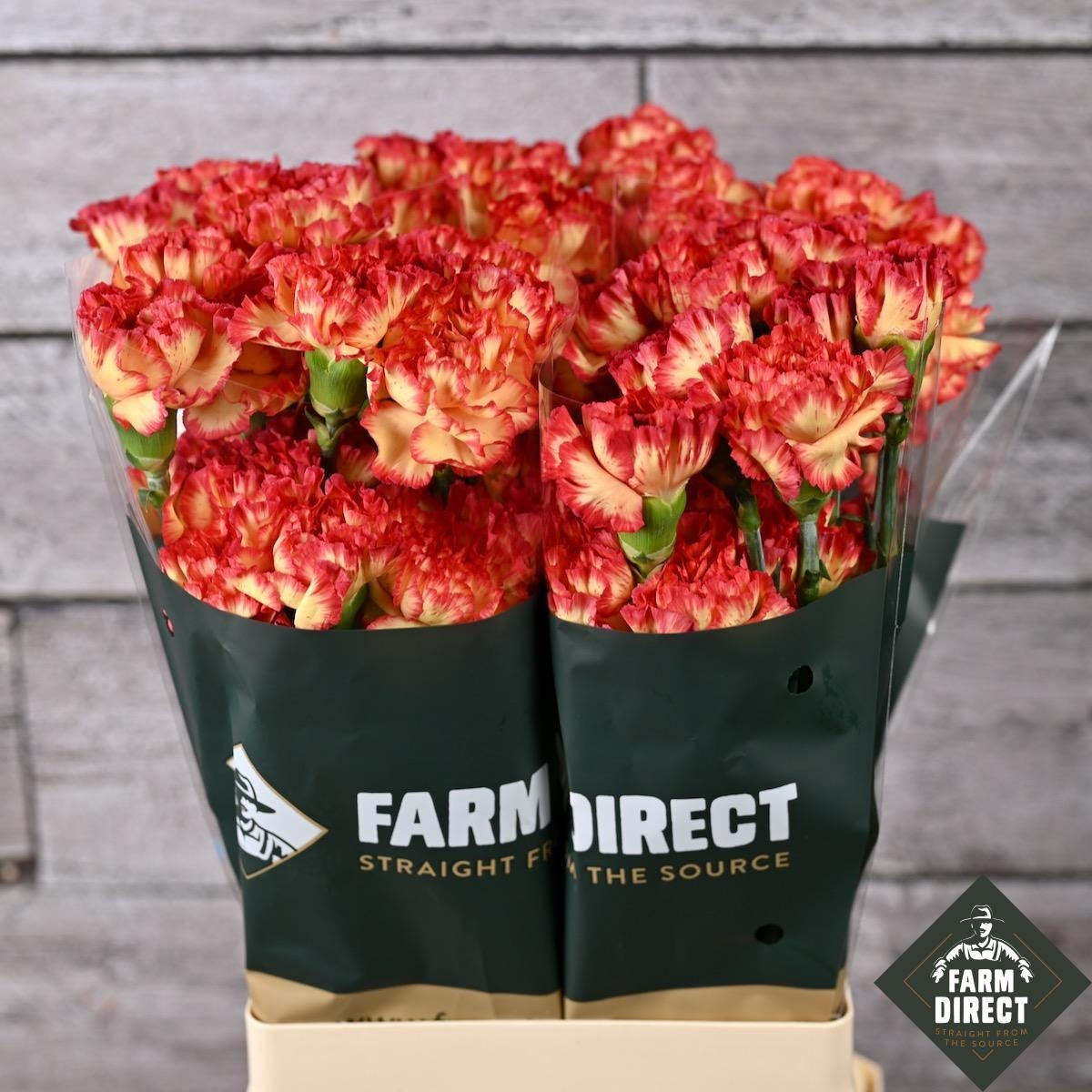 Диантус од. Зенит, шт.