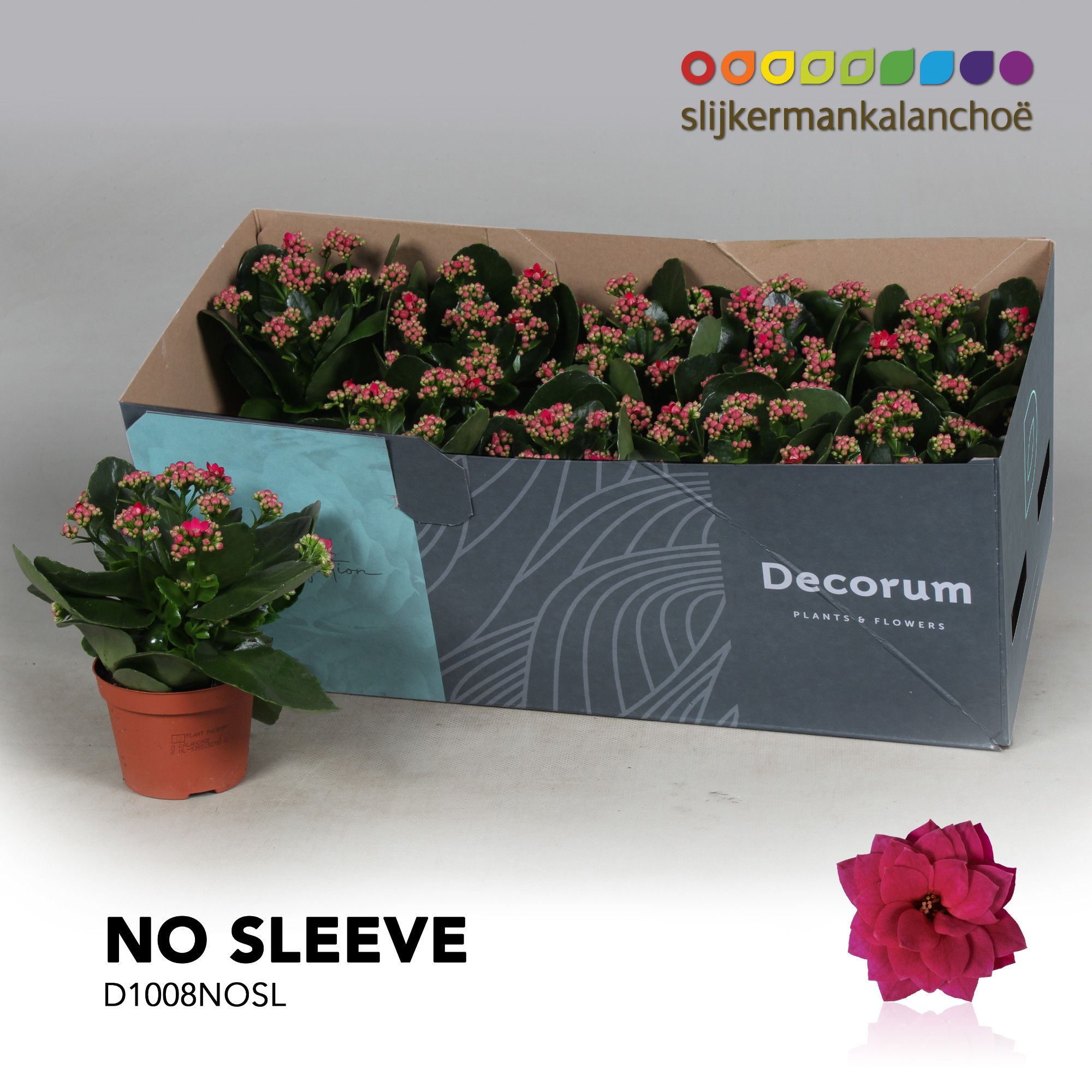 Kalanchoe No Sleeve - Purple, D 10,5