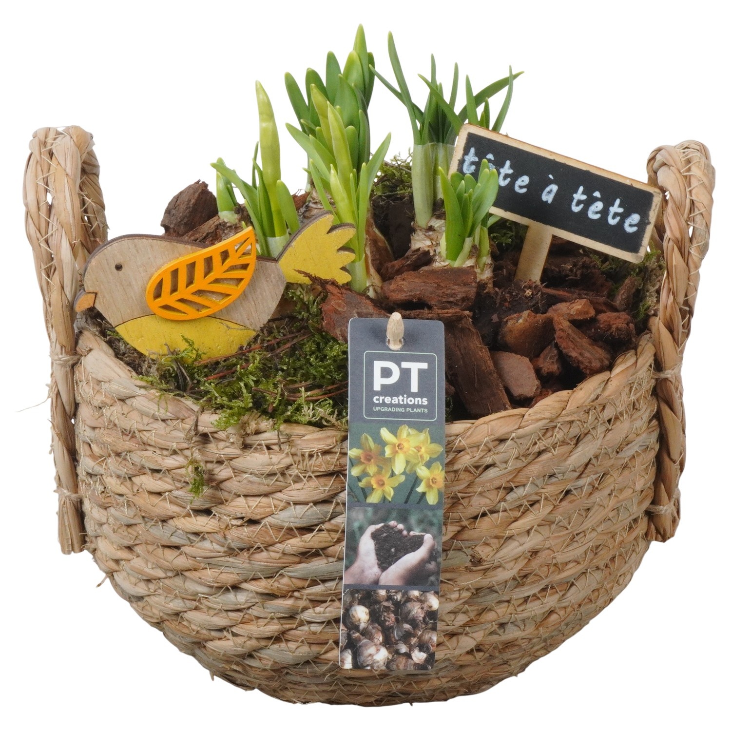 PTN8615 Arrangement Narcissus in rieten mand, D 20