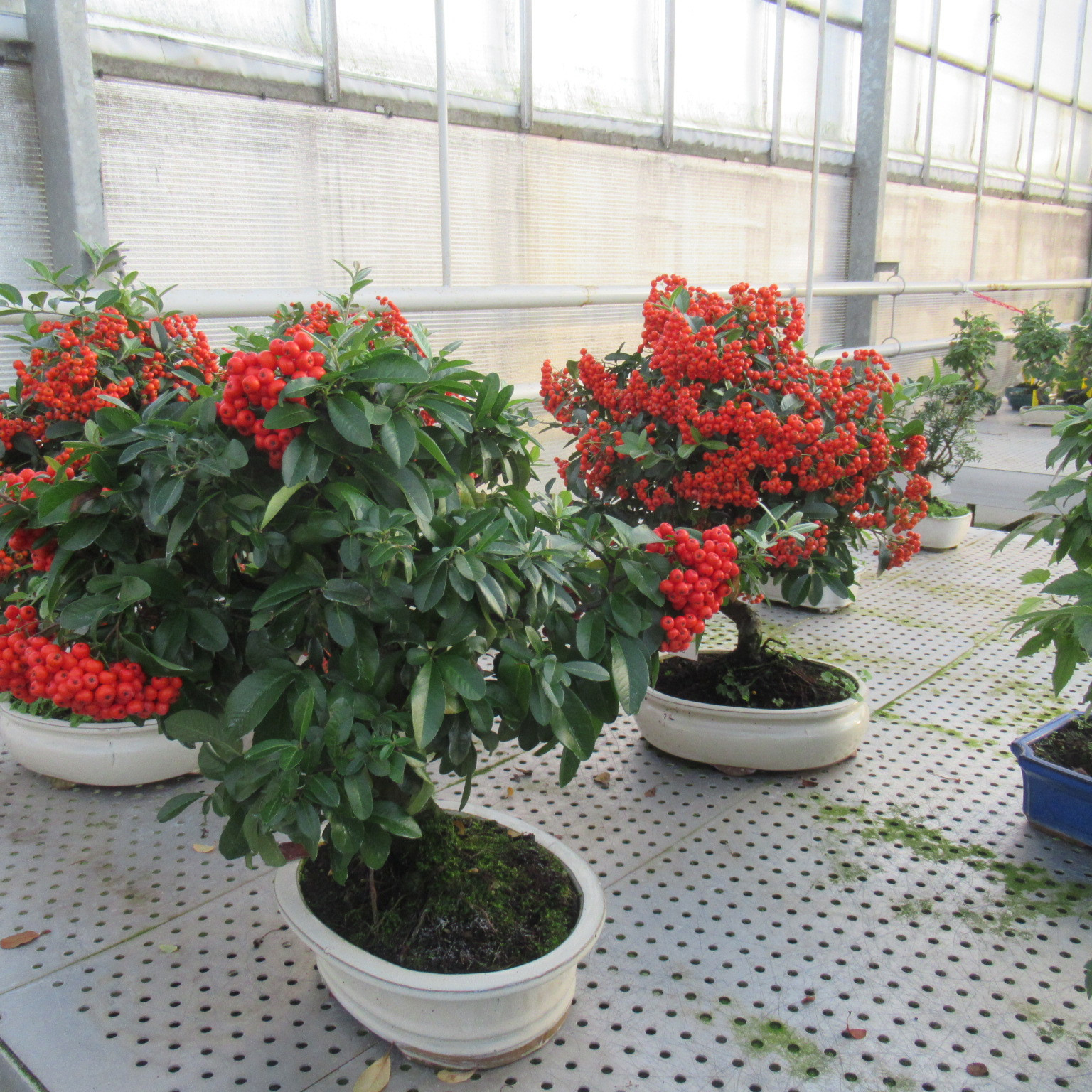 Pyracantha angustfolia, pot 23cm., D 23 cm