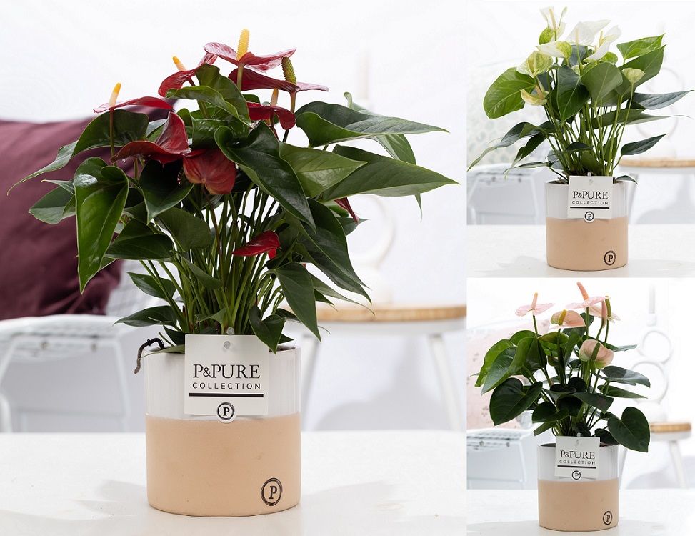 Anthurium mix in P&PURE Rosy ceramics, D 12