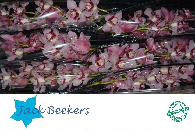 Цимбидиум Фрики x6 80, шт.