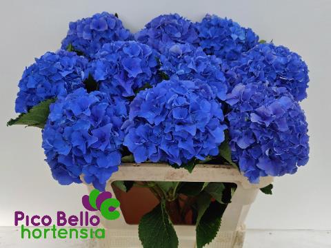 Гортензия Роял Парад 80, шт.