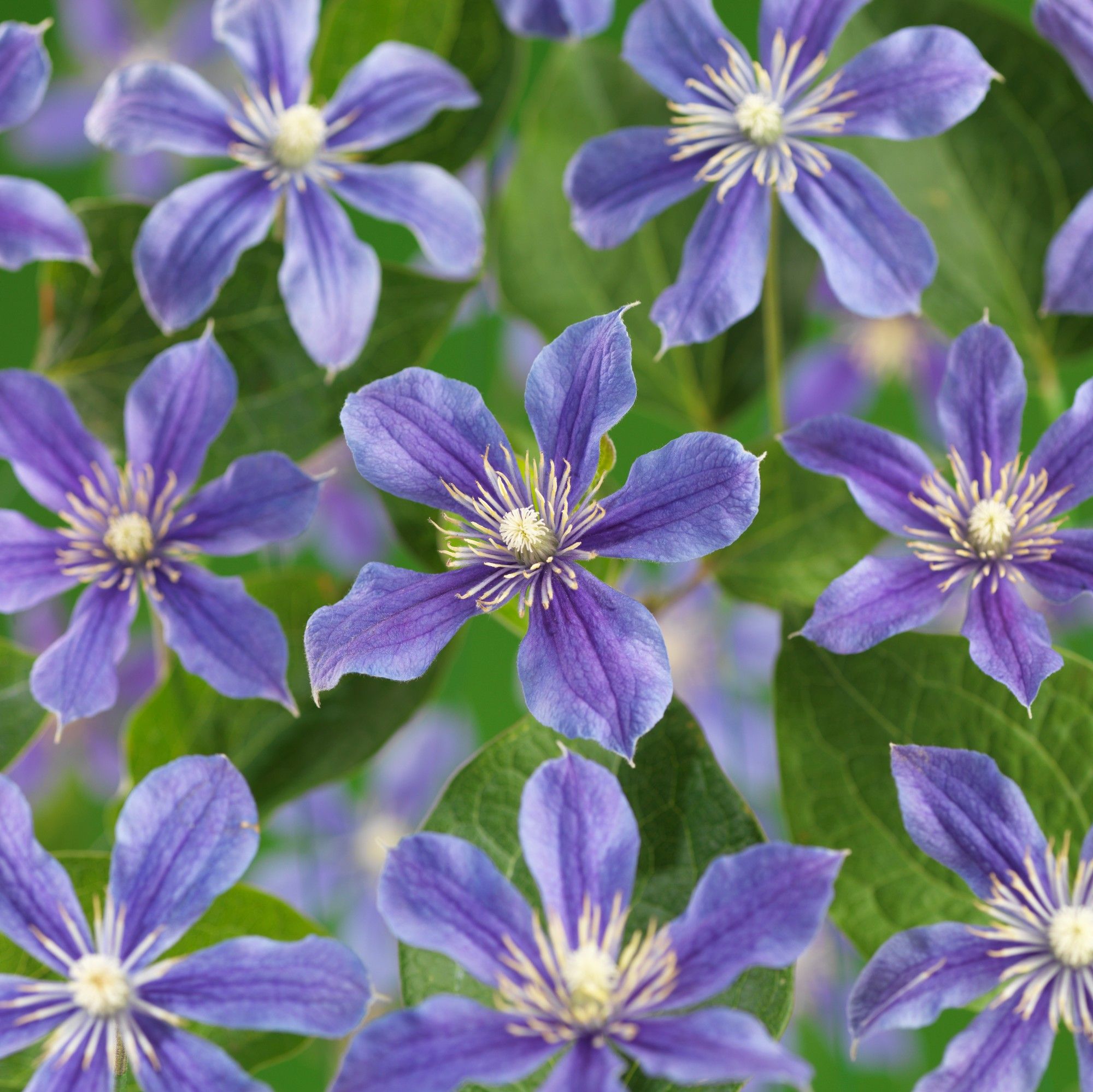 Clematis 'Arabella' +3.0 label, D 11