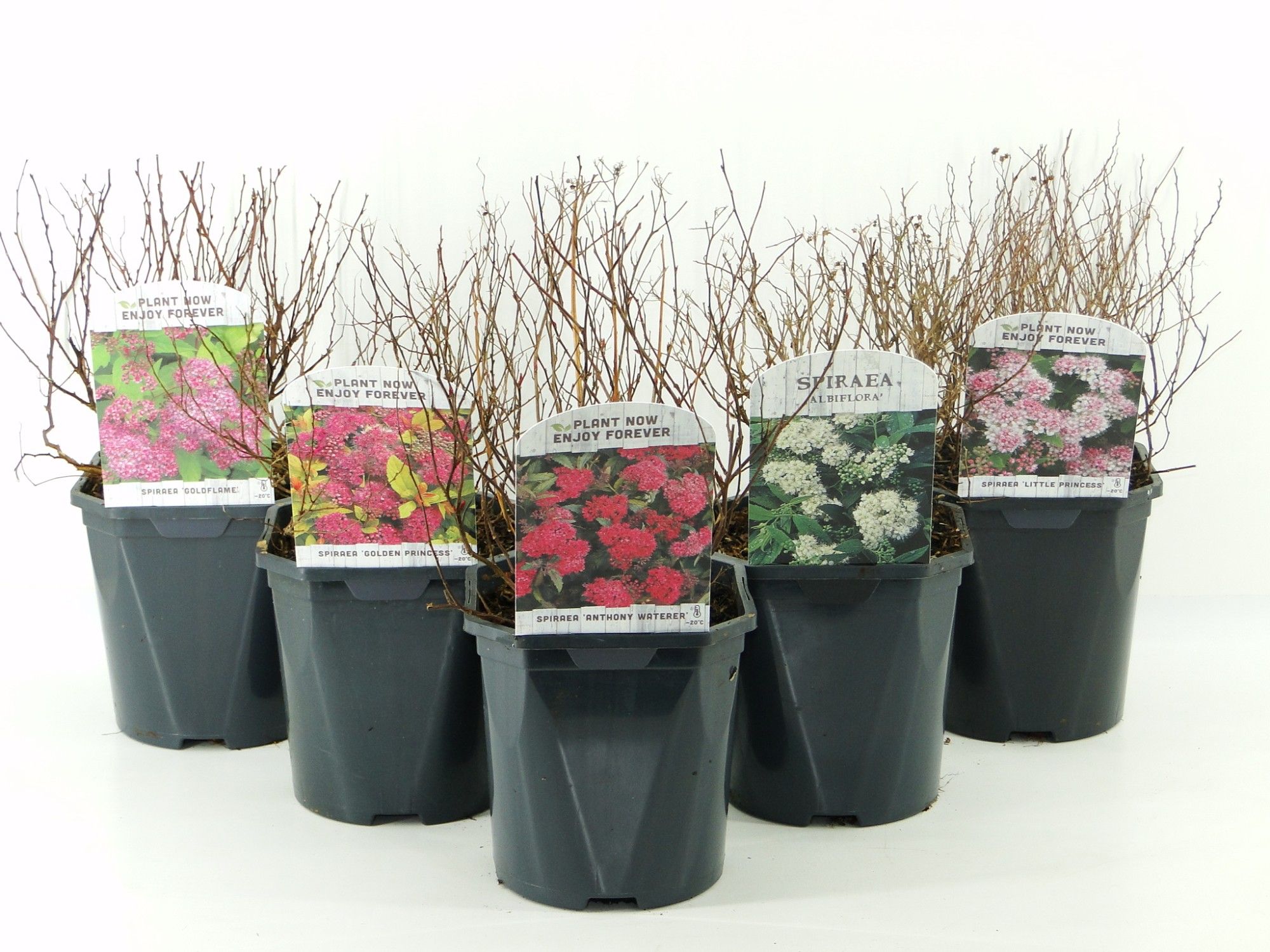 Spiraea japonica lagen mix, D 17 cm