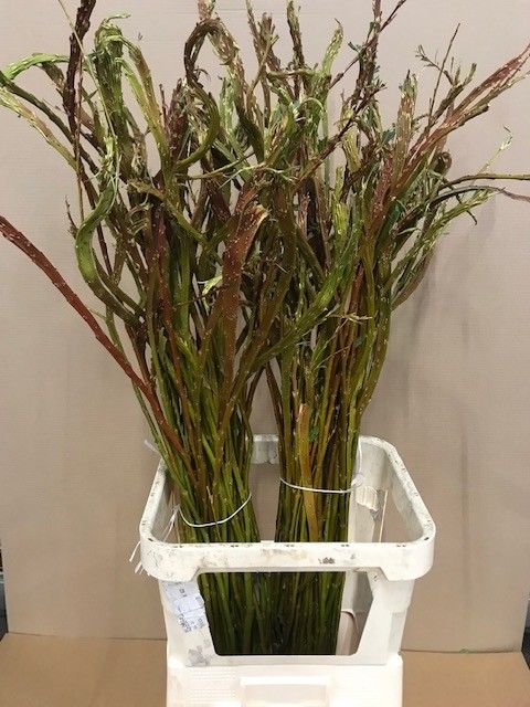 Саликс Секка Бэндвилг 120, шт.