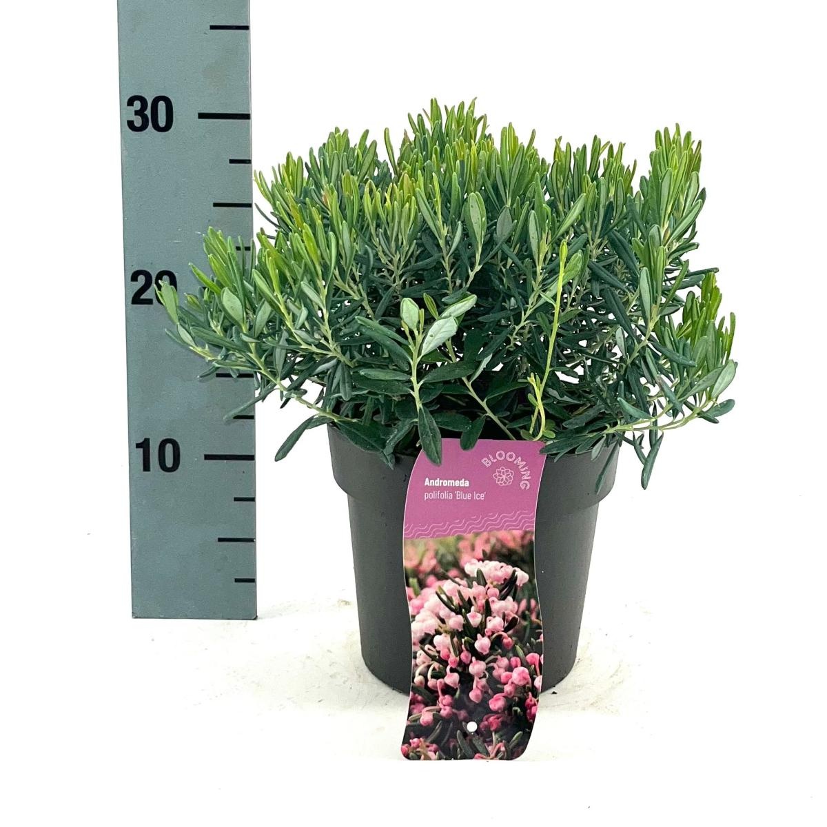 Andromeda polifolia 'Blue Ice', D 17