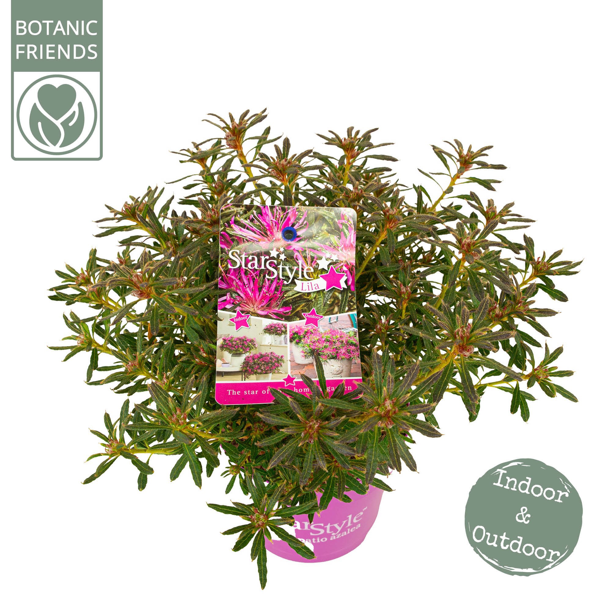 Azalea 'Starstyle Lila' ®, D 15