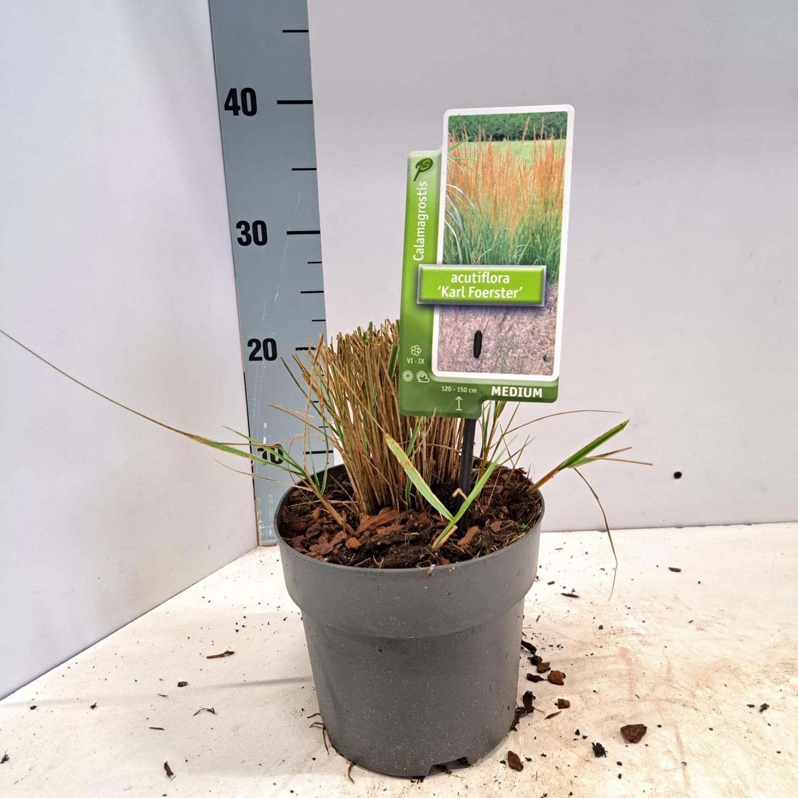 Calamagrostis acutiflora 'Karl Foerster', D 17