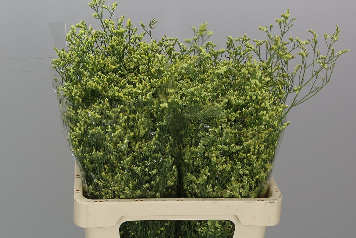 Лимониум Чайна Саммер 80, шт.