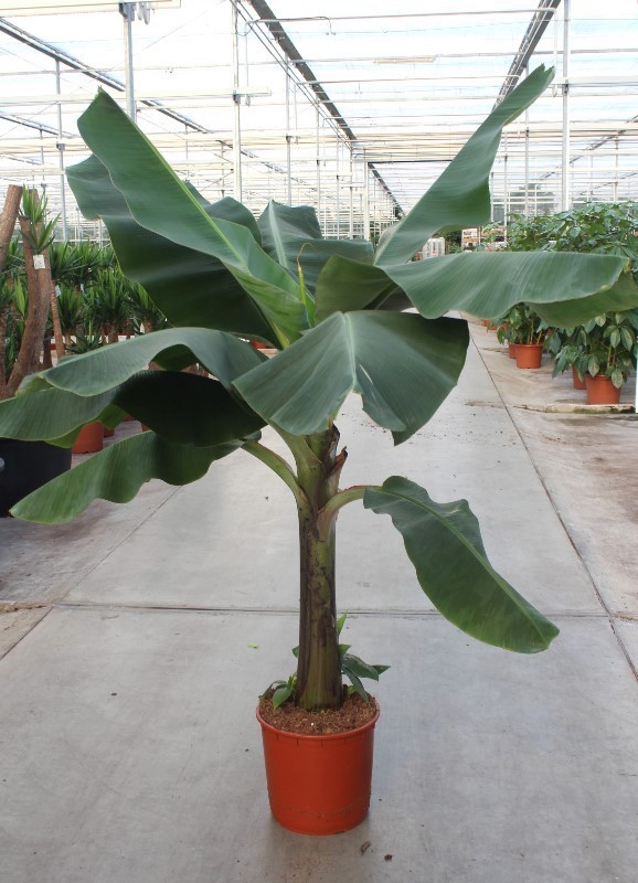 Musa 'Dwarf Cavendish', D 34