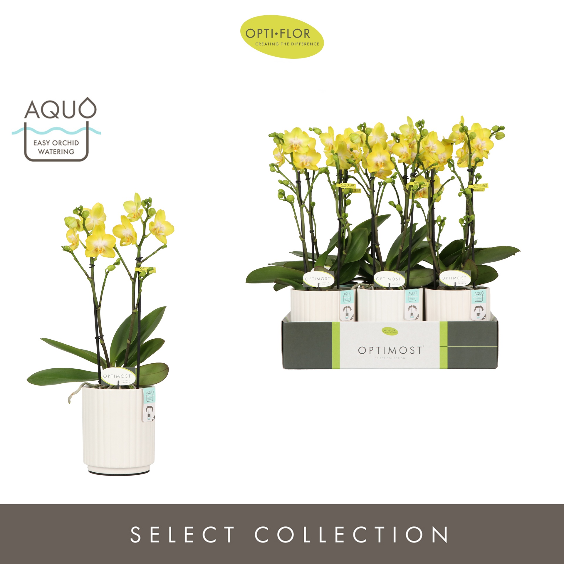 Optimost Arezzo 2 spike in Molise White Aquo, D 12 cm