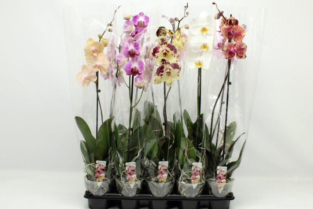 Gemengd A2 1-tak 70cm, D 12 cm