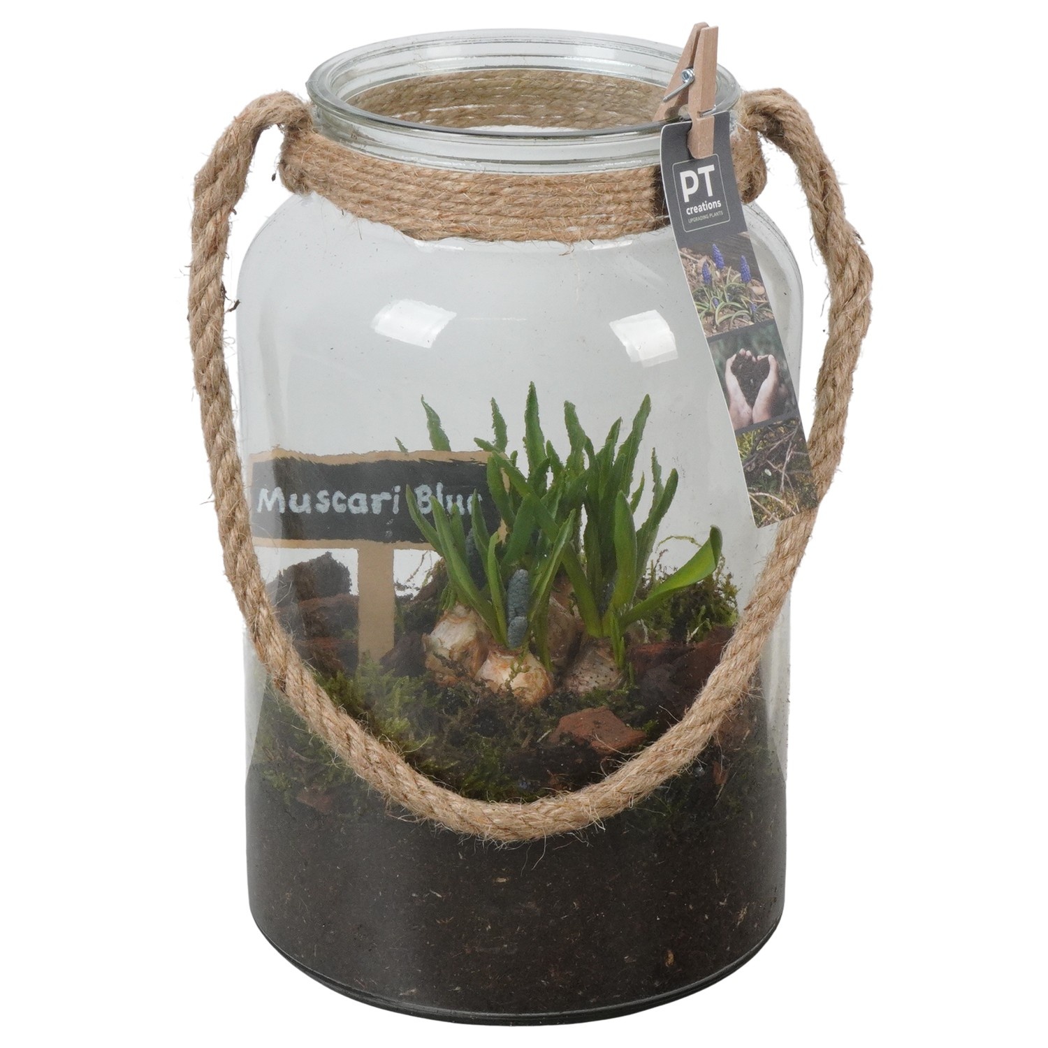 PTMB6329 Arrangement Muscari Blue in glas vaas met touw, D 16