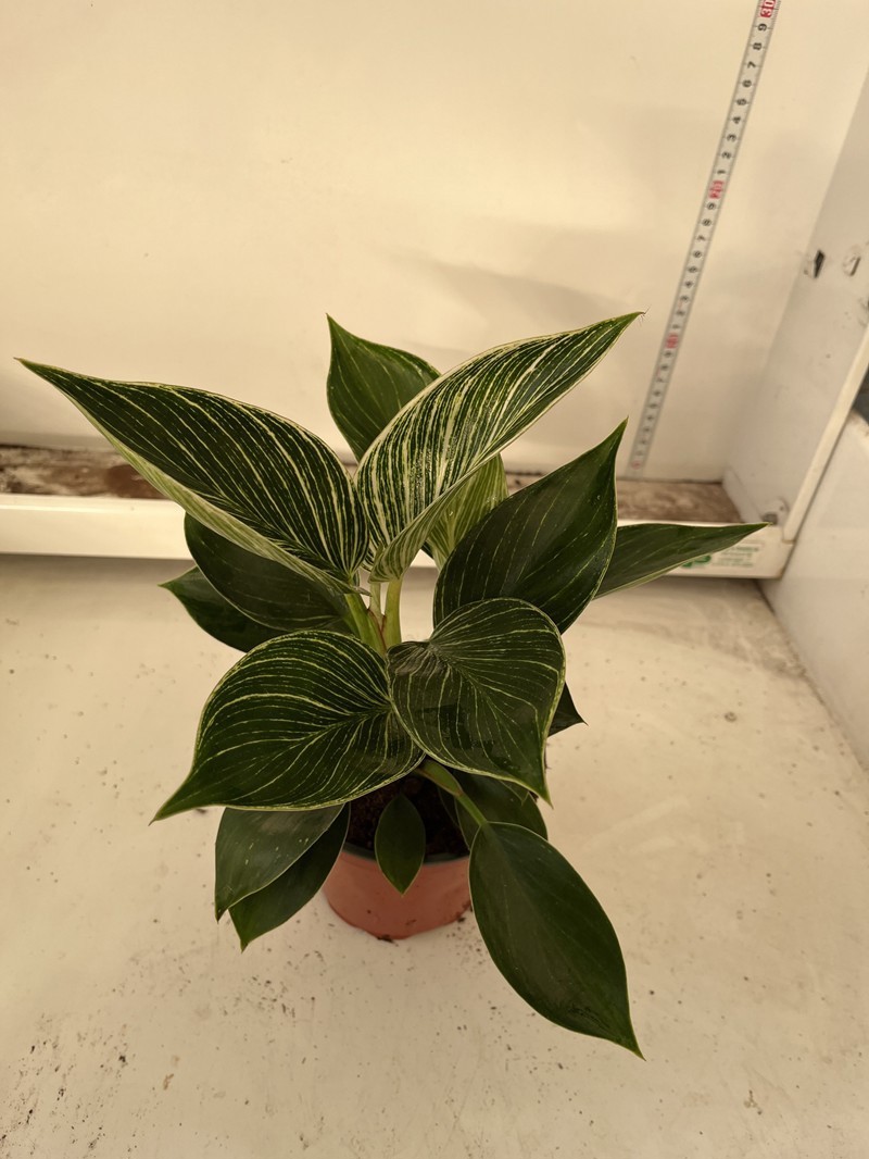 PHILODENDRON-HYBRID 'ZEBRA', D 12 cm