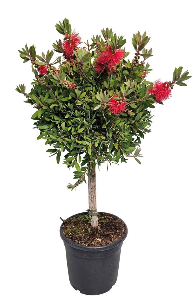 Callistemon Laevis Stem - 1091, D 24